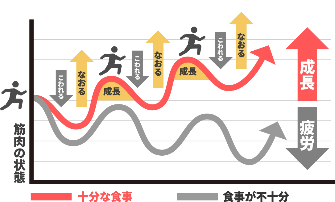 運動と栄養がもたらす成長と、栄養不足が引き起こす疲労